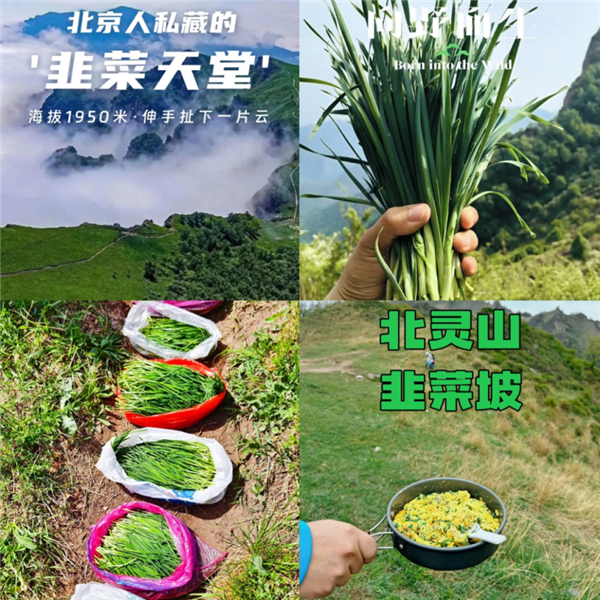数千人涌入割韭菜:北京的这座山被“薅秃了”