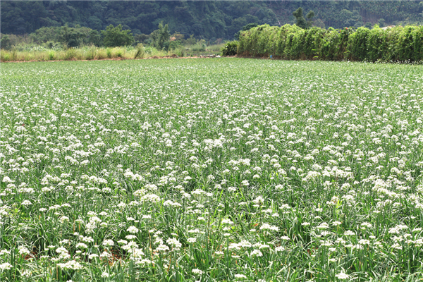 数千人涌入割韭菜:北京的这座山被“薅秃了”