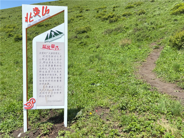 数千人涌入割韭菜:北京的这座山被“薅秃了”