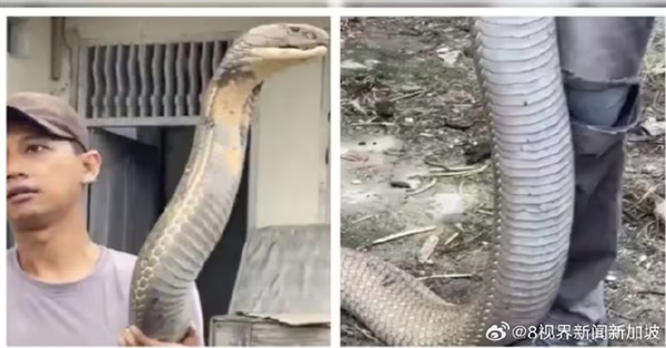 三哥太勇!印男子徒手抓小腿般粗巨型眼镜王蛇:淡定到跟玩一样