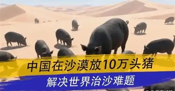 中国人在沙漠里放了10万头黑猪:解决世界级治沙难题