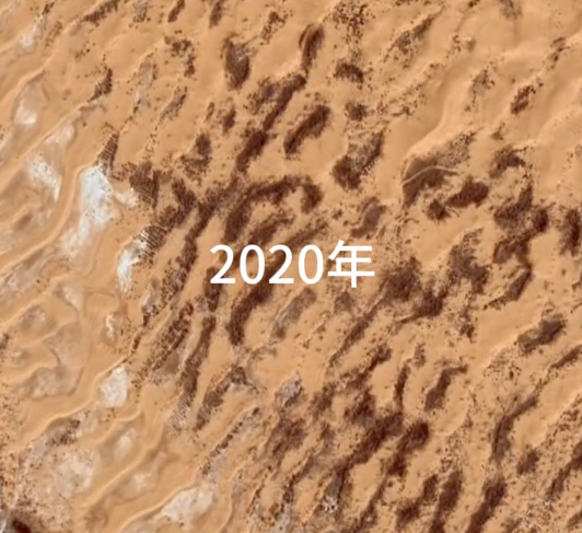 中国人在沙漠里放了10万头黑猪:解决世界级治沙难题