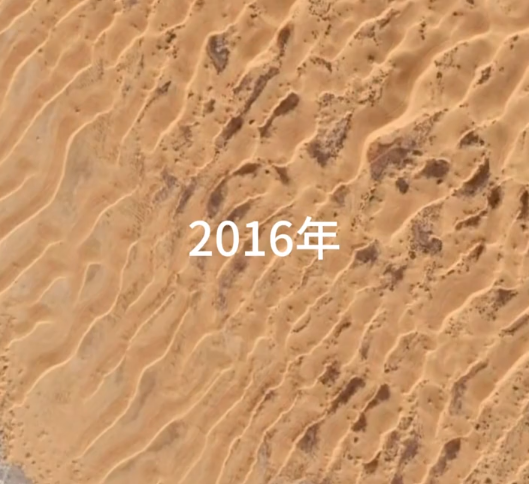 中国人在沙漠里放了10万头黑猪:解决世界级治沙难题