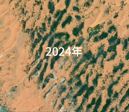中国人在沙漠里放了10万头黑猪:解决世界级治沙难题