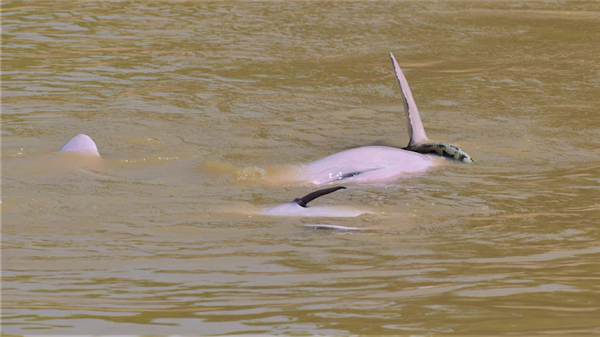 把蛇含嘴里互相传递 罕见拍到亚马逊河豚“戏耍”蟒蛇