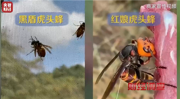 央视曝光6666元包教包会养杀人蜂 业内公认攻击性最强 连眼镜蛇都吃