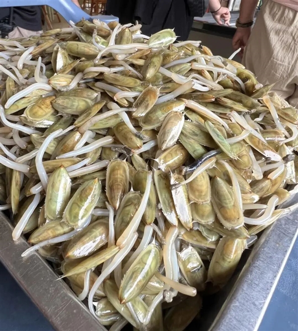 曾统治海底2亿年的腕足动物 为什么如今“拉到家”