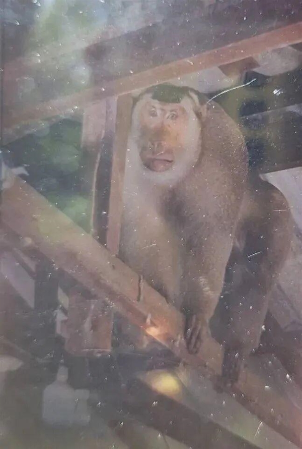 泰国63岁老人家中遭野生猕猴攻击:被咬几十口不幸身亡