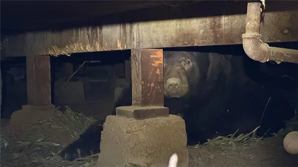 美国男子地下室惊现巨熊 进出只能硬挤 但就是不走