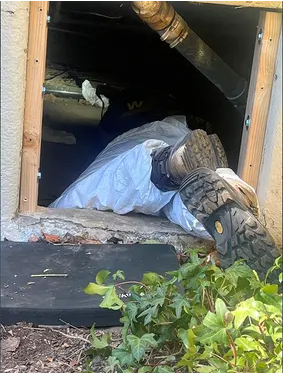 美国男子地下室惊现巨熊 进出只能硬挤 但就是不走