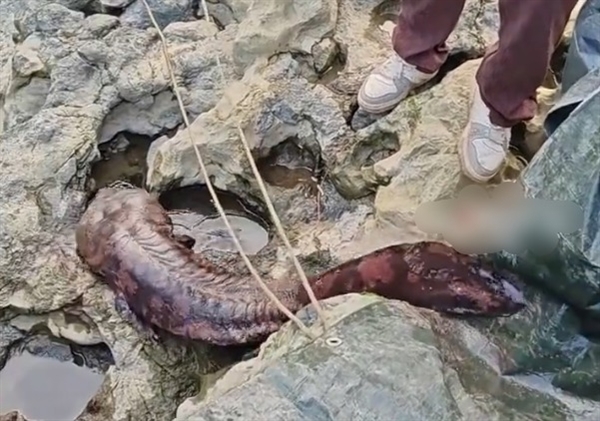 重庆发现“水中活化石”野生大鲵:全身呈红褐色 体长达1.5米十分罕见