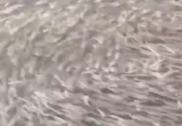 日本大阪一河道涌入鱼群:覆盖整个河面 居民担忧地震