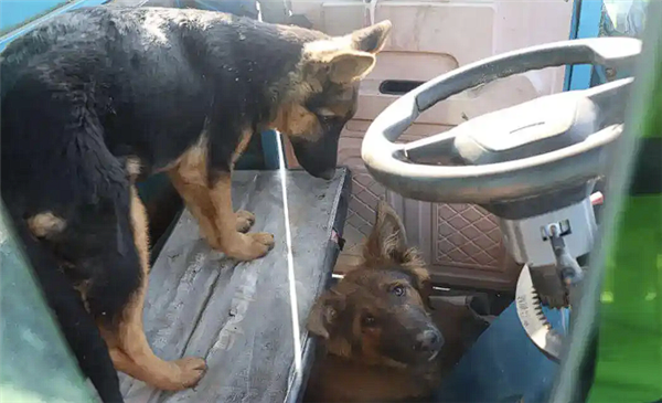 两只狗“合伙作案”开走主人三轮车：撞上一辆轿车