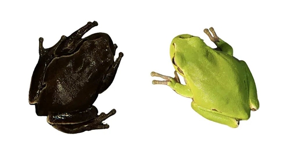 切尔诺贝利的真菌正在学会吸收强辐射 可能利用辐射进行未知的代谢