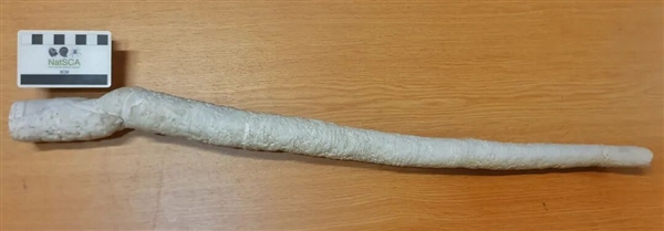 船蛆：地球上最独特的动物群体之一