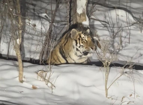 女子雪夜遇东北虎:感受“死亡凝视”
