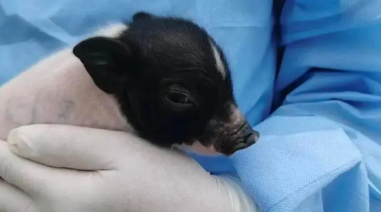 创亚洲纪录！四川造基因编辑猪肾在人体内工作261天