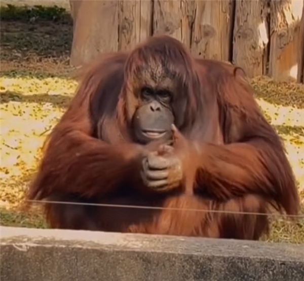 动物园里红毛猩猩被投喂后抱拳致谢 网友：再进化该上班了