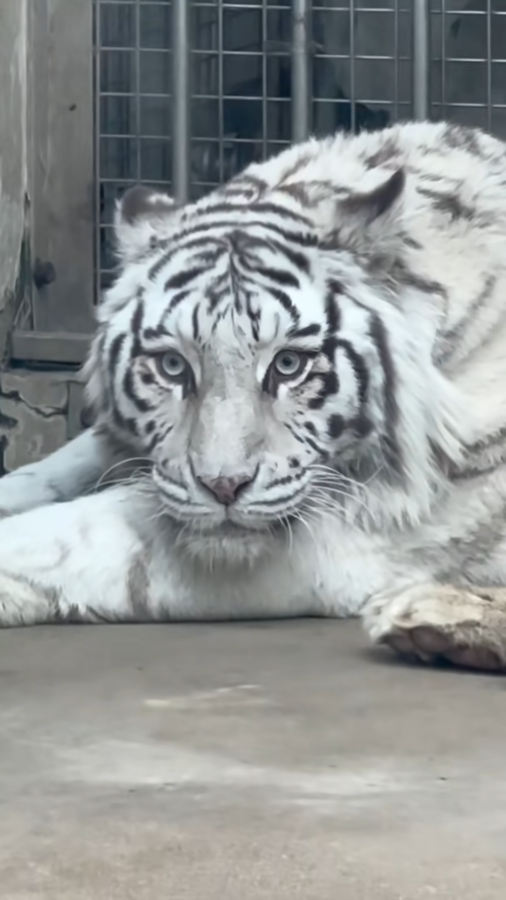 青岛虎界“刘亦菲”小孬火出圈了：外地游客专程前来打卡