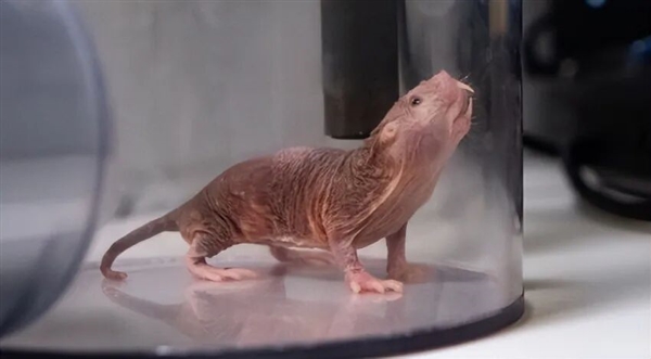 裸鼹鼠：这绝对是最独特的哺乳动物之一