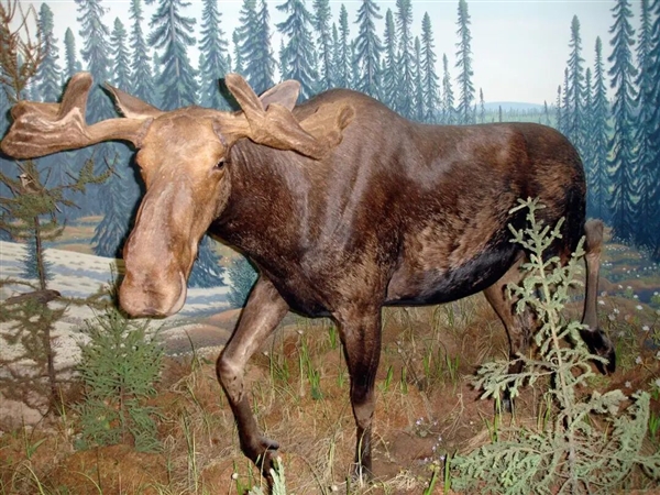 为什么马、驴、骆驼都可以用来骑乘 唯独不见有人驯化鹿来骑