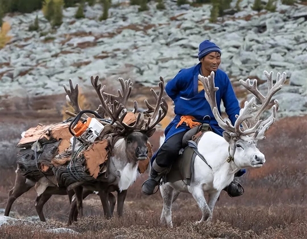 为什么马、驴、骆驼都可以用来骑乘 唯独不见有人驯化鹿来骑