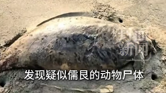 广东海滩发现“美人鱼”尸体：2022年已功能性灭绝