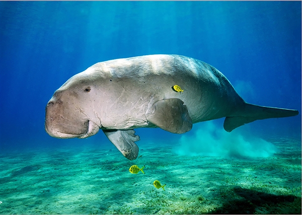 广东海滩发现“美人鱼”尸体：2022年已功能性灭绝