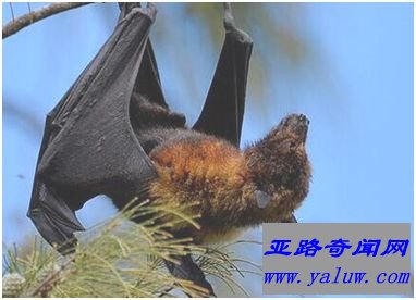世界上最大的蝙蝠——马来大狐蝠 世界上最大的蝙蝠——马来大狐蝠