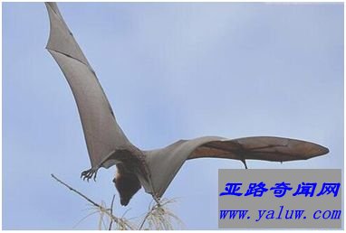世界上最大的蝙蝠——马来大狐蝠 世界上最大的蝙蝠——马来大狐蝠