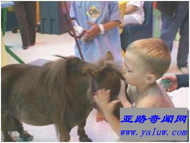 世界上最小的马——Thumbelina 世界上最小的马——Thumbelina