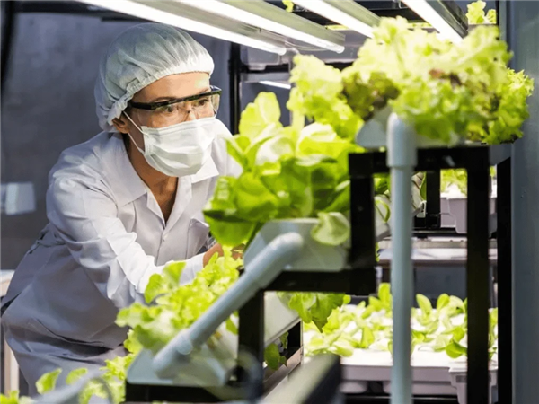 科学家首次种出带有肉味的菜:但你可能还尝不出来