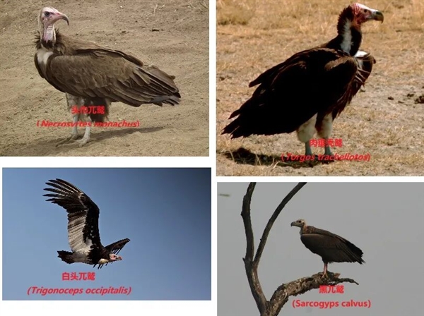 一口吞下整条羊腿!这种鸟到底是兀鹫还是秃鹫?