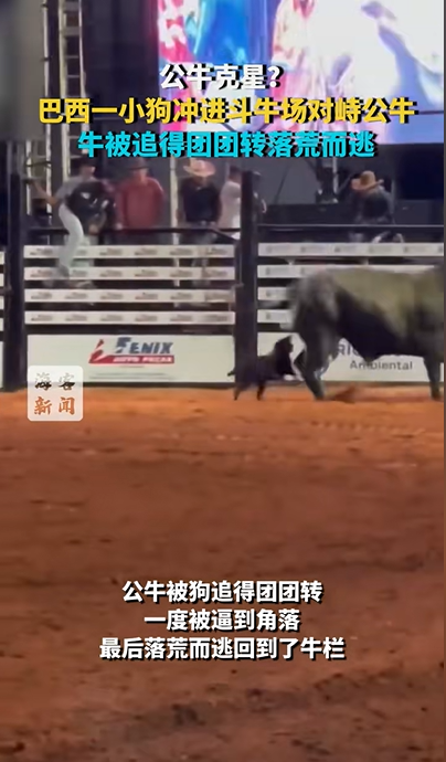 巴西一残疾小狗冲进斗牛场对峙公牛 牛被追得团团转落荒而逃